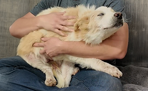 Video About Shelter Pup Getting Cuddles For The First Time Is Melting Hearts All Over The Internet