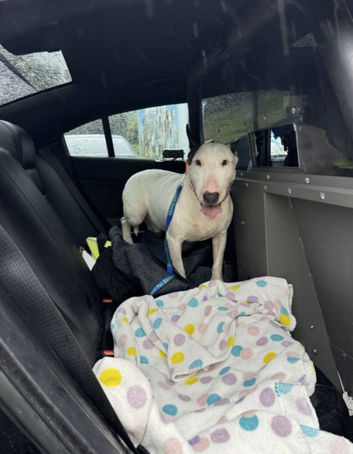 "Find The Perpetrator": Florida Troopers Rescue Dog Tied To Fence Ahead Of Hurricane Milton