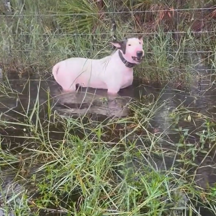 "Find The Perpetrator": Florida Troopers Rescue Dog Tied To Fence Ahead Of Hurricane Milton