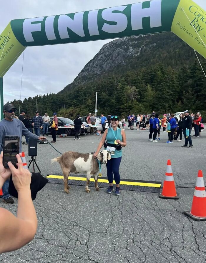 Local Goat Accidentally Enters A Half Marathon In Newfoundland And Wins A Medal