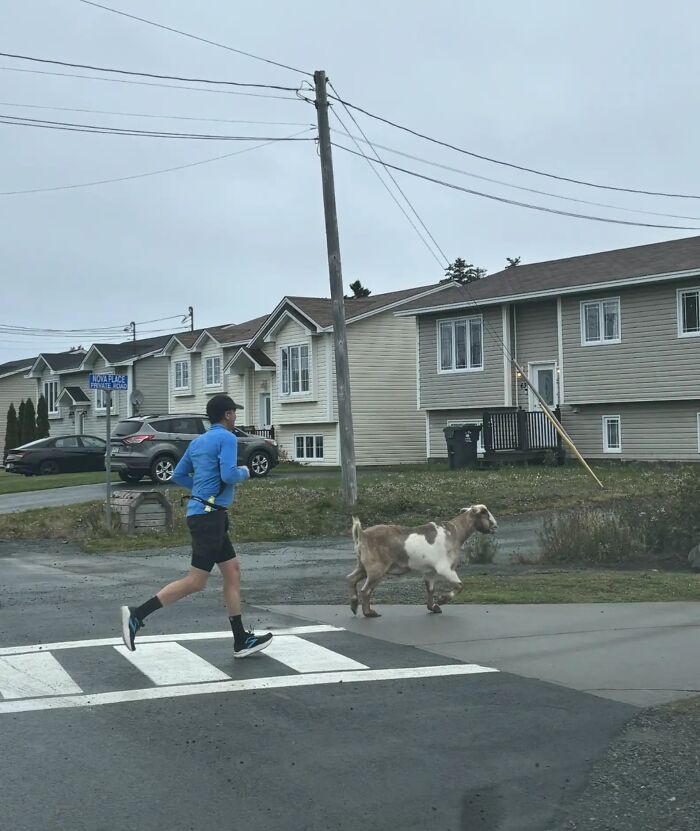 Local Goat Accidentally Enters A Half Marathon In Newfoundland And Wins A Medal