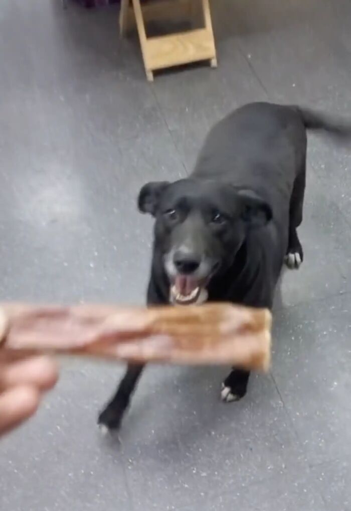 Dog Patiently Waits Every Morning For Pet Shop To Open So She Can Be The First Customer