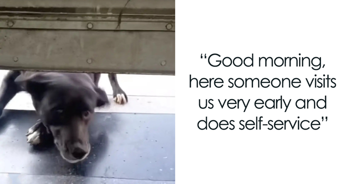 Dog Patiently Waits Every Morning For Pet Shop To Open So She Can Be The First Customer