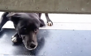 Dog Patiently Waits Every Morning For Pet Shop To Open So She Can Be The First Customer