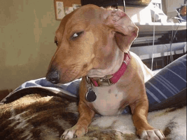 side-eye-dog-suspicious-look-67005ac05324e.gif