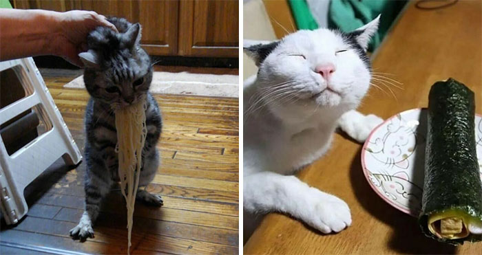 35 Hilariously Random Cat Pics To Make Your Day At Least 68.9% Better