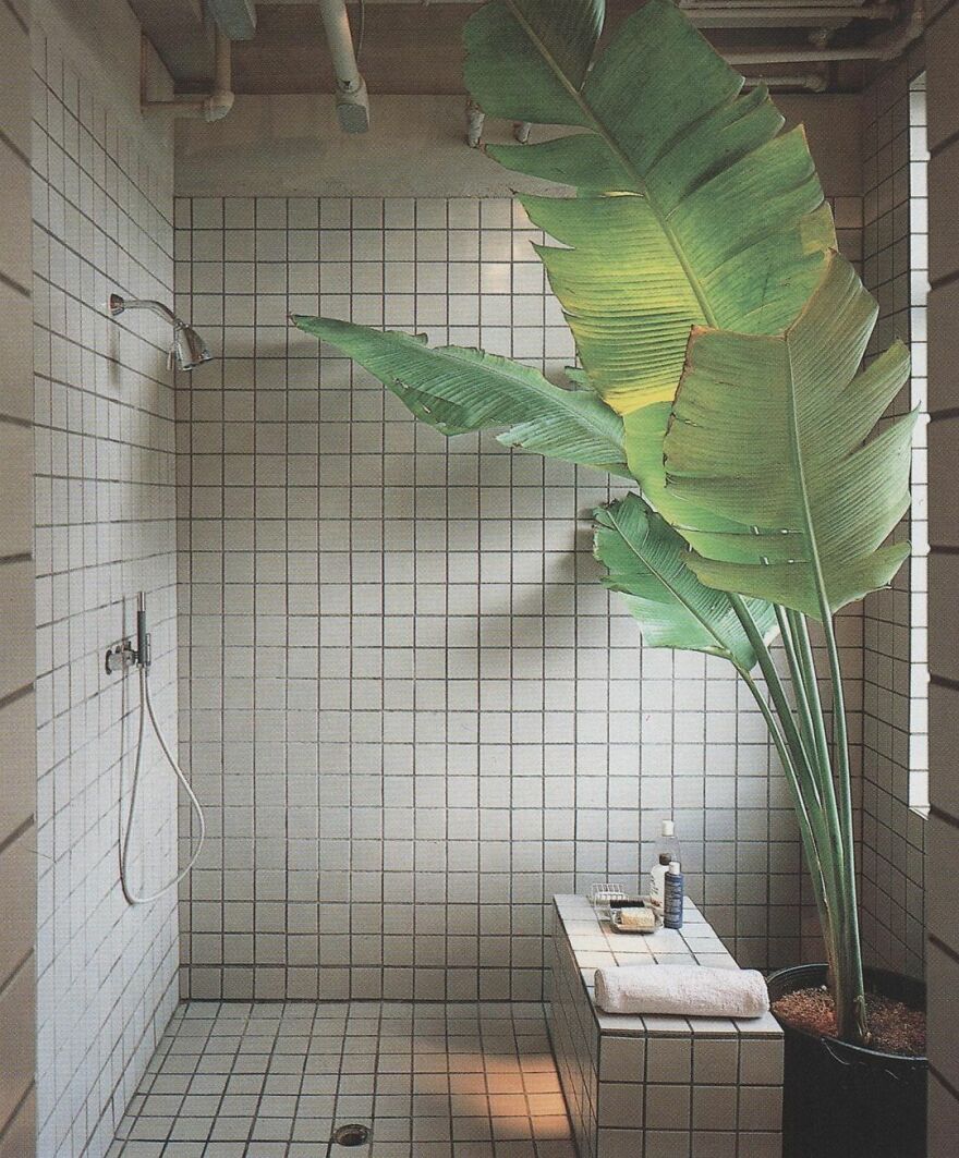 1980s Bathroom With A Huge Plant