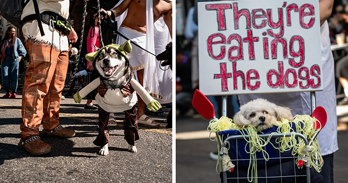 40 Dog Halloween Parade Participants Whose Costumes Were So Spooky, They Stole The Show