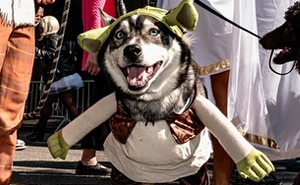 40 Dog Halloween Parade Participants Whose Costumes Were So Spooky, They Stole The Show