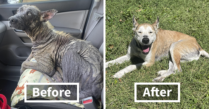 Terribly Neglected Dog Gets Rescued, Reveals His Full Beauty When He Heals And Grows Back His Fur