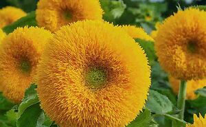 Everything You Need To Know About Teddy Bear Sunflower Plants