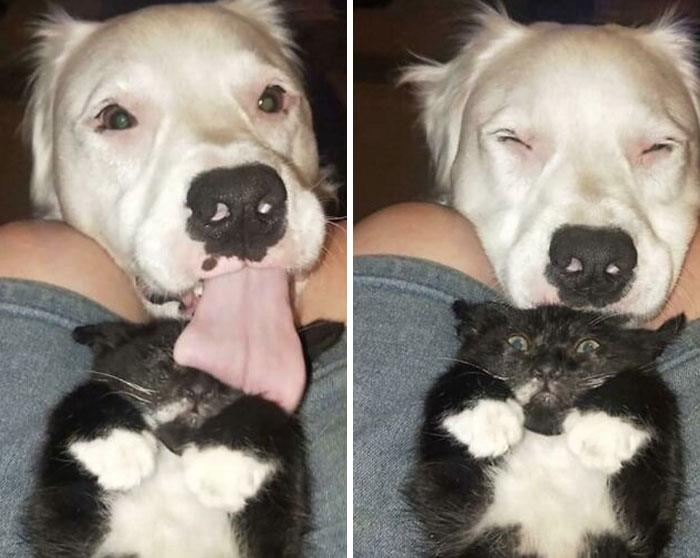 To Comfort A Foster Kitty By A Deaf And Partially Blind Pup