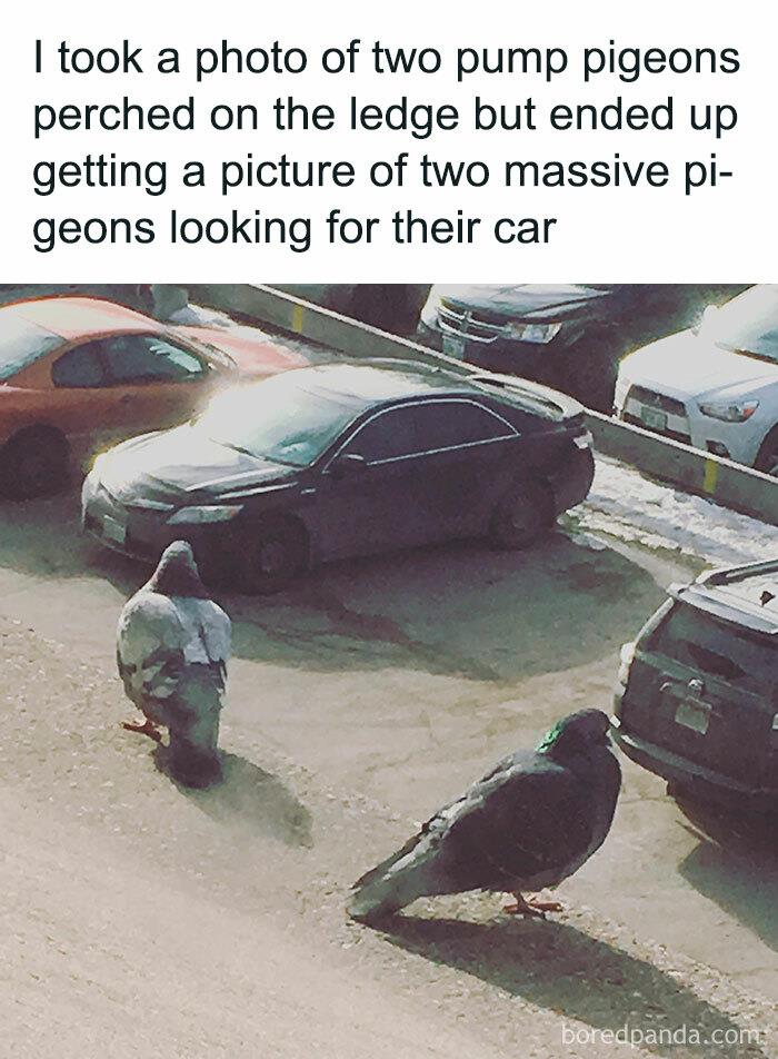 ...to Photograph Birds