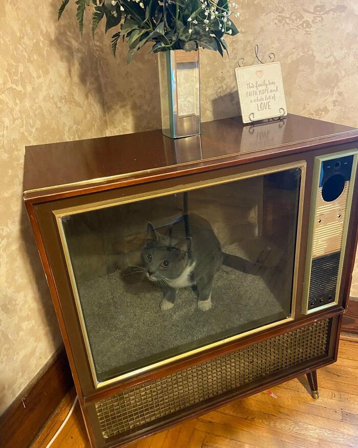 I Do Clean Outs For A Living, When I Saw This Old TV, I Knew I Had The Perfect Idea For It. I Guess All Those Years Of Surfing Pinterest Has Paid Off! There's No Back On It, So The Kitties Can Come And Go As They Please