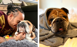 Lewis Hamilton Slammed For Putting Dog On Plant-Based Diet: “Put A Steak In Front Of Him”