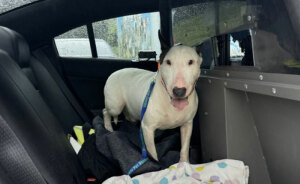 “Find The Perpetrator”: Florida Troopers Rescue Dog Tied To Fence Ahead Of Hurricane Milton