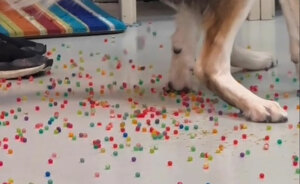 Dog Poops Out Rainbow Orbeez After He Apparently Mistook Them For A Good Snack