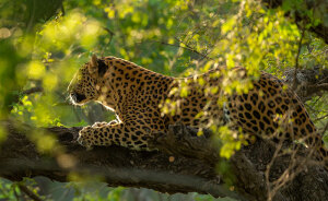 Leopard Attacks People Who Teased And Lured It Out Of Woods, Caught On Video: “Serves Them Right”