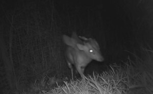 “Is It A Unicorn?”: Zoo Officials Stumped By “Mysterious Winged And Horned Creature” Caught On Camera