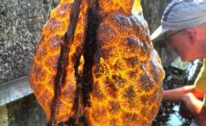 “Spreading Rapidly”: Bizarre Orange “Alien Egg Pods” Pulled Out Of River