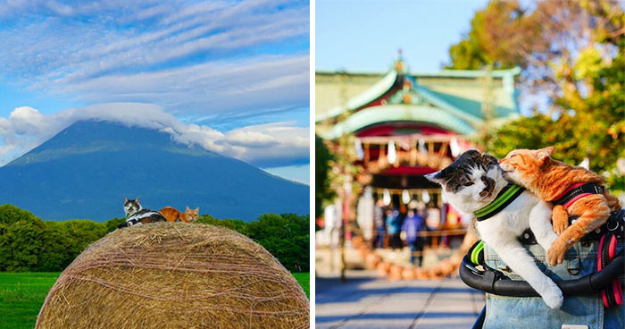 Traveling Cats: 30 Purrfect Photos Of Two Cats Accompanying Their Humans Around Japan (New Pics)