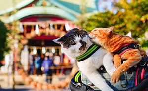 Traveling Cats: 48 Purrfect Photos Of Two Cats Accompanying Their Humans Around Japan (New Pics)