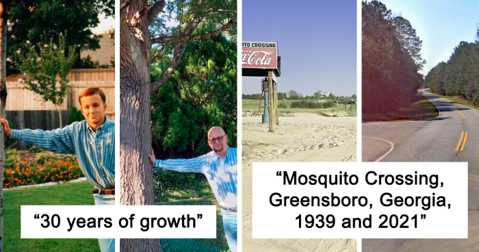 91 Impressive Progress Photos Of Trees Growing Up And Making Spaces Greener