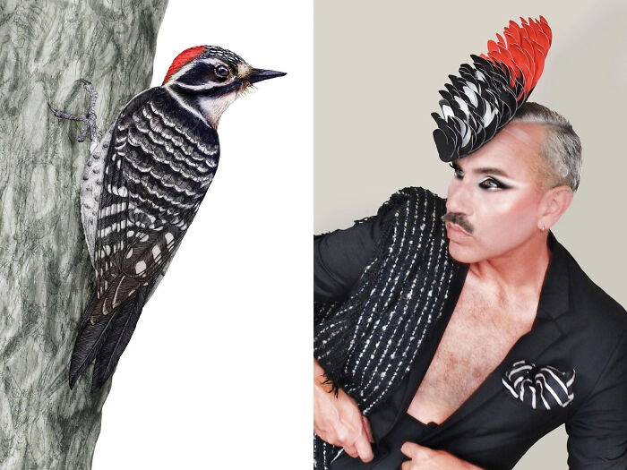 Nuttall’s Woodpecker (Dryobates Nuttallii) - With Home Made Fascinator