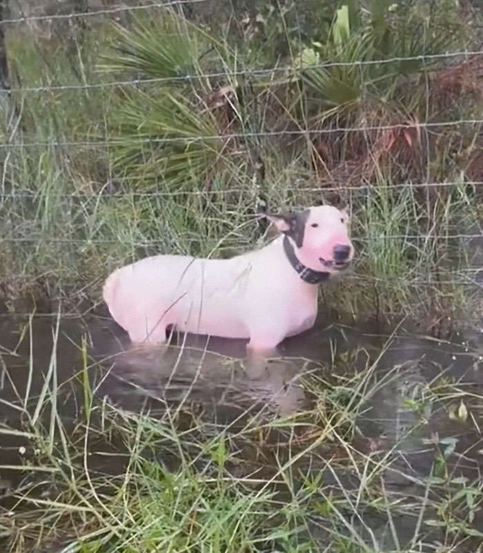 "Justice Prevails": Man Who Tied Dog To Fence During Hurricane Milton Charged With Animal Cruelty