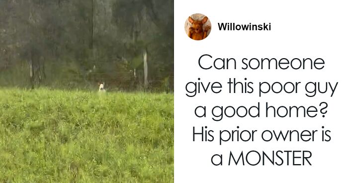 “Find The Perpetrator”: Florida Troopers Rescue Dog Tied To Fence Ahead Of Hurricane Milton