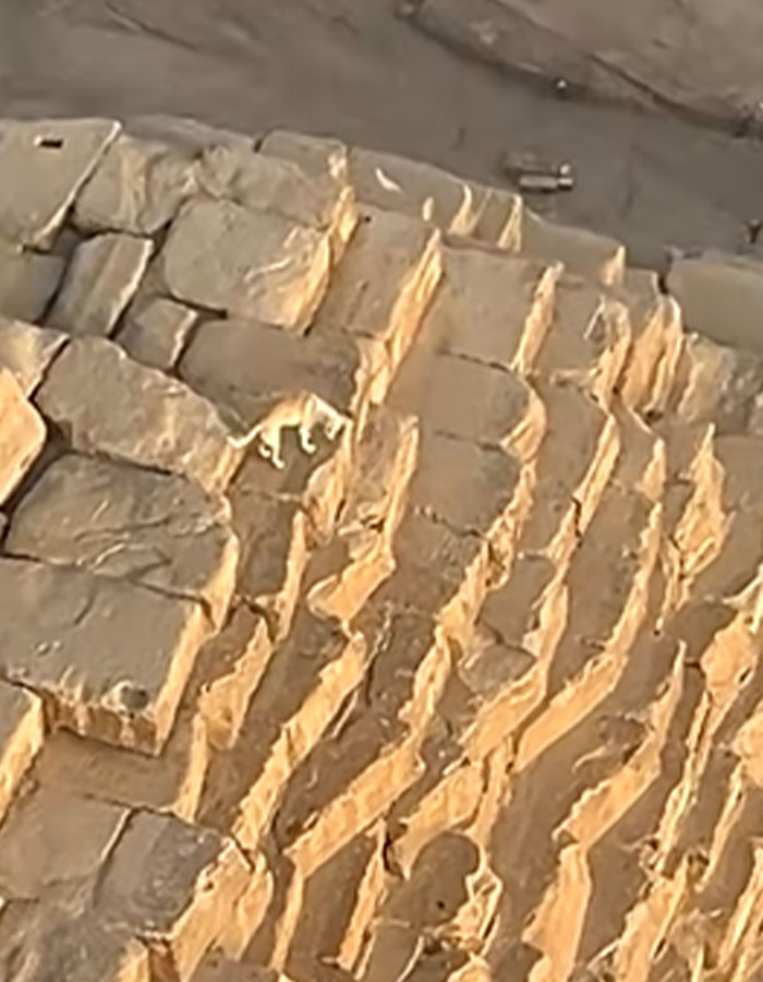 “It’s His Now”: Viral Dog That Climbed The Pyramid Of Giza Finally Comes Down