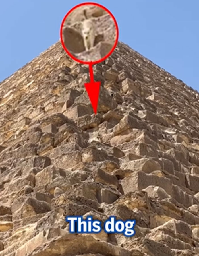 “It’s His Now”: Viral Dog That Climbed The Pyramid Of Giza Finally Comes Down