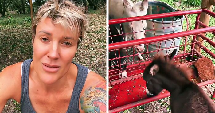 People Get Update From Viral Couple Who Stayed With Their Animals During Hurricane Milton: 