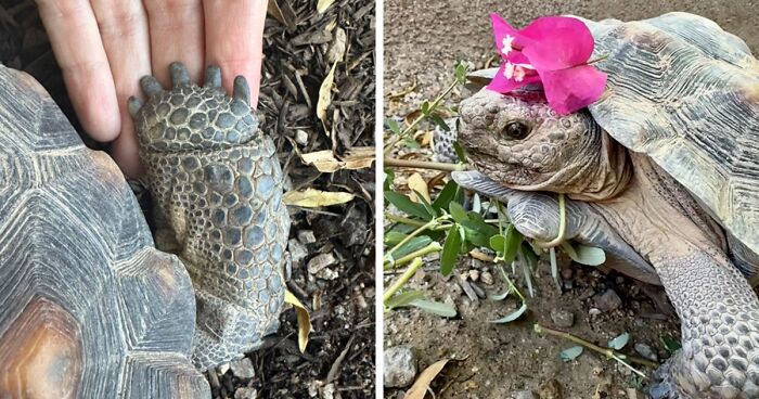 This Woman Has Become True Besties With A Sonoran Desert Tortoise She Recently Adopted