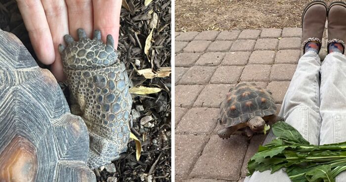 This Woman And Her Adopted Tortoise Can’t Wait To Spend The Rest Of Their Lives Together