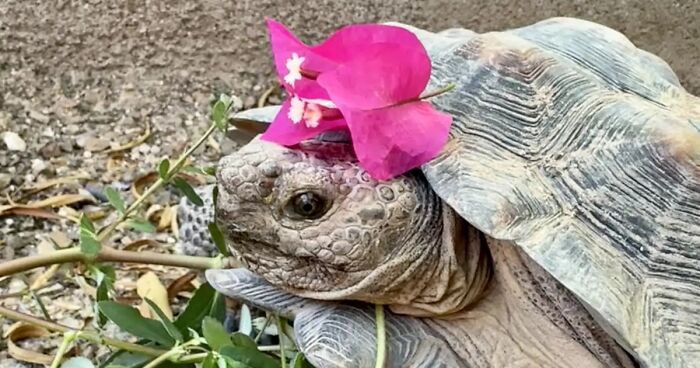 Meet Georgie, A Sonoran Desert Tortoise, Who Loves To Graze In Her Neighborhood’s Yards