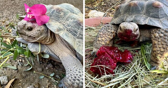 A Woman And Her Adopted Tortoise Have Become Bosom Friends And Even Started A Weeding Business