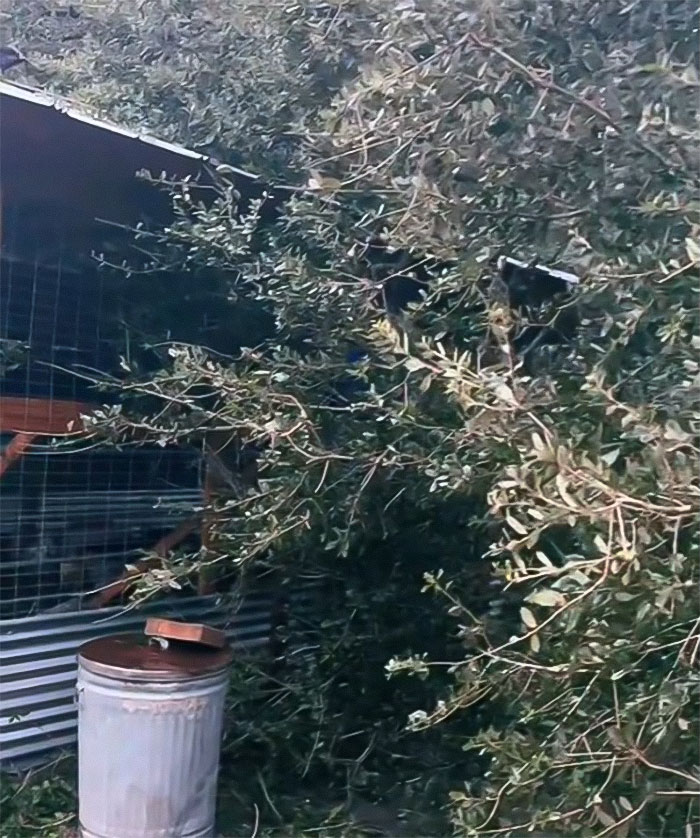 Viral Couple Who Stayed To Care For Animals Reveal Farm’s Destruction After Hurricane Milton