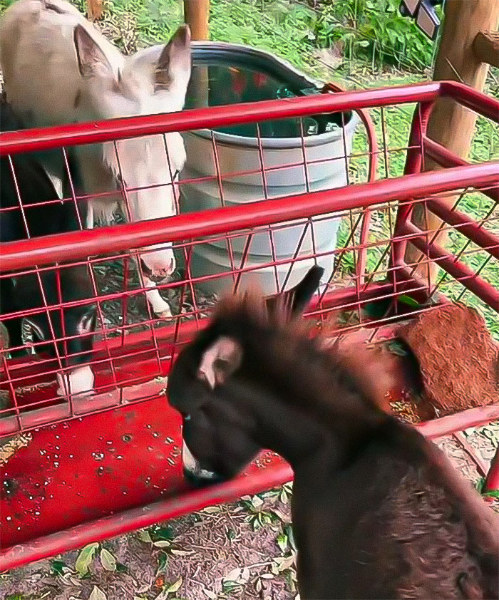 Viral Couple Who Stayed To Care For Animals Reveal Farm’s Destruction After Hurricane Milton