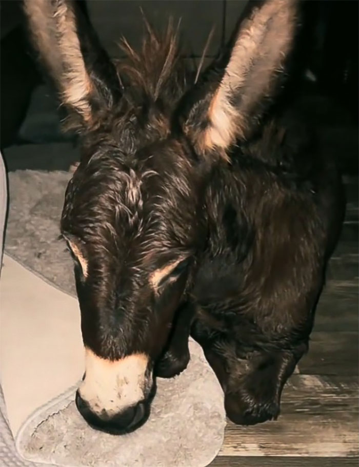 Viral Couple Who Didn’t Evacuate Amid Hurricane Milton Brings Donkey Into Their Home