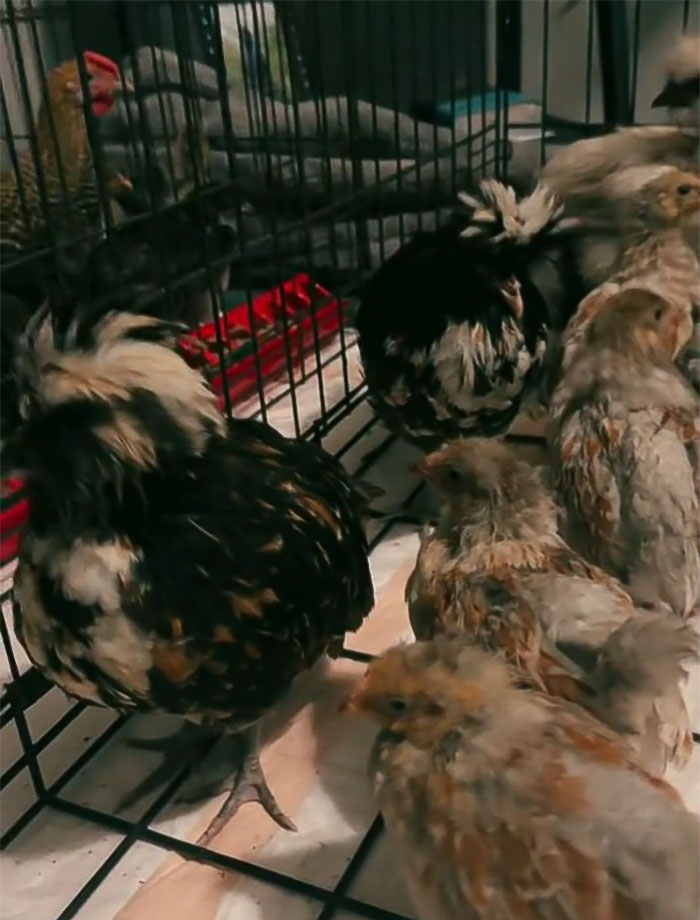 Viral Couple Who Stayed To Care For Animals Reveal Farm’s Destruction After Hurricane Milton