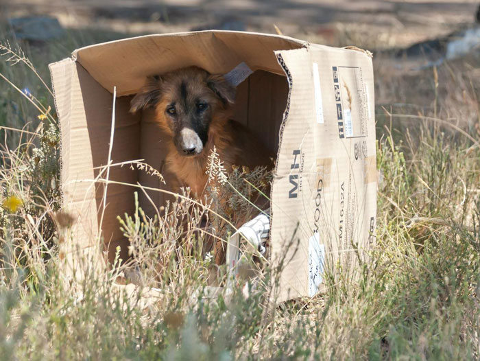 “Ignored All My Calls And Texts”: Neighbors Move Out, Leaving Their Dog Behind, Now Want Him Back