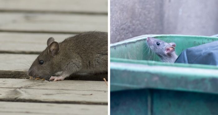 Birth Control Bill For Rats Sparks National Outrage: “They Have Better Healthcare Than Women”