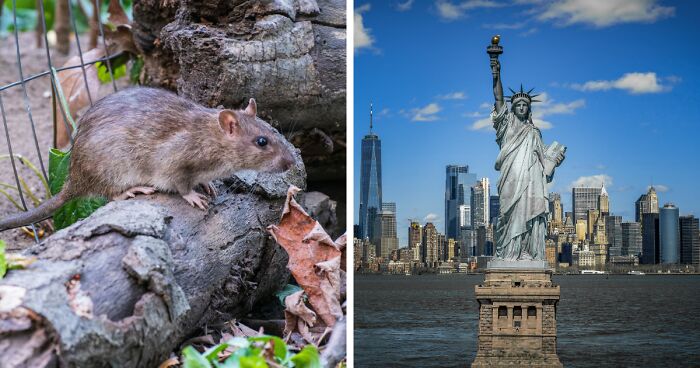 New York Rats Get “Better Access To Reproductive Care Than Most Women