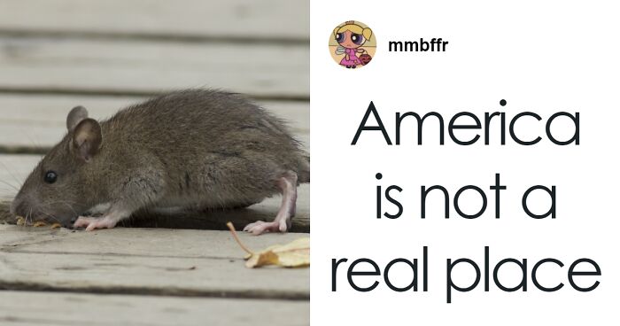 NYC Rats Receive Birth Control, Sparking National Outrage Amid Abortion Bans In The US