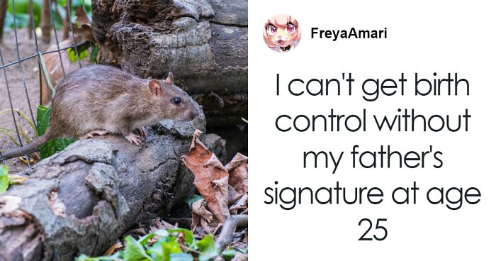 Women Fume Over Rats Getting Access To Birth Control In NYC As New Controversial Bill Is Passed