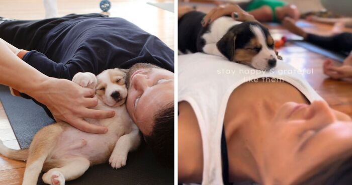 “Yoga With Them” Initiative With Puppies Goes Viral In Country With Over 6 Million Strays