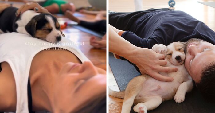 Woman Brings Twist To “Puppy Yoga” Trend, Secures Adoptions Of Abandoned Puppies