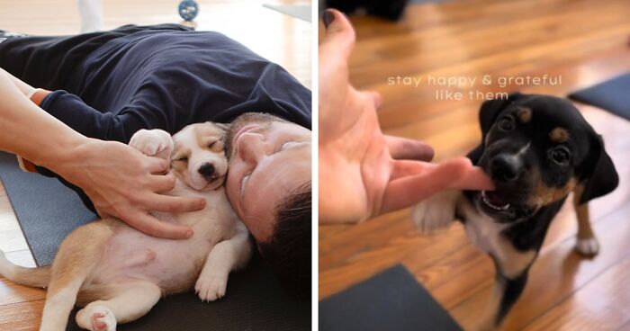 “Yoga With Them” Initiative Invites People To Relax And Adopt A Puppy