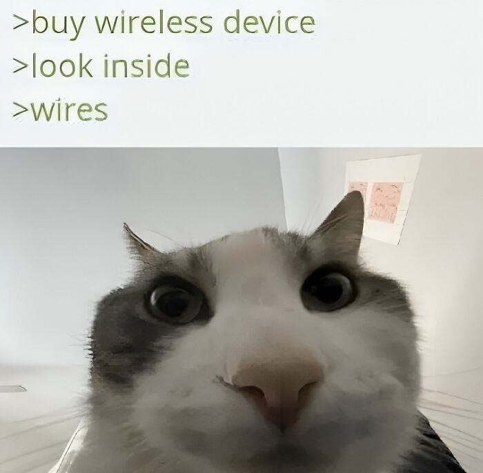 Cat-Memes-Meow-Irl